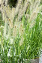 Pennisetum alopecuroides 'Little Bunny' - Garten-Federborstengras