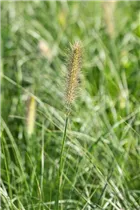 Pennisetum alopecuroides 'Little Bunny' - Garten-Federborstengras