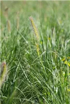 Pennisetum alopecuroides 'Little Bunny' - Garten-Federborstengras