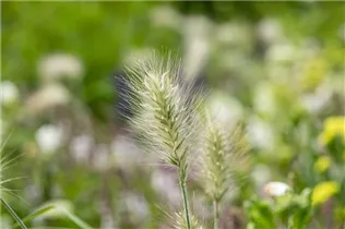 Pennisetum alopecuroides 'Little Bunny' - Garten-Federborstengras