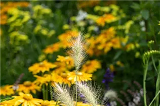 Pennisetum alopecuroides 'Little Bunny' - Garten-Federborstengras