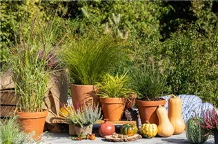 Pennisetum alopecuroides 'Little Bunny' - Garten-Federborstengras