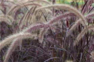 Pennisetum setaceum - Federborstengras