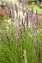 Pennisetum setaceum - Federborstengras