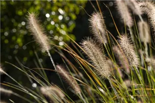 Pennisetum setaceum - Federborstengras
