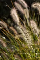 Pennisetum setaceum - Federborstengras