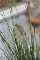 Pennisetum setaceum - Federborstengras