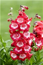 Penstemon barbatus 'Picotee Red' - Großblütiger Garten-Bartfaden 'Picotee Red' Penstemon barbatus 'Picotee Red' - Großblütiger Garten-Bartfaden 'Picotee Red'
