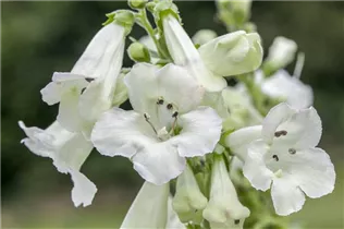 Penstemon barbatus - Bartfaden