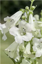 Penstemon barbatus - Bartfaden