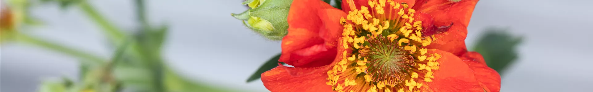 Geum coccineum, orange Geum coccineum, orange