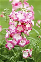 Penstemon hartwegii 'Picotee' - Bartfaden 'Picotee' Penstemon hartwegii 'Picotee' - Bartfaden 'Picotee'