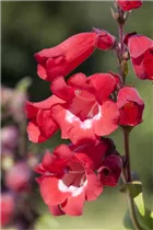 Penstemon barbatus - Bartfaden