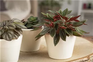 Peperomia caperata - Zwergpfeffer
