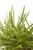 Peperomia - Peperomie