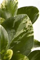 Peperomia - Peperomie