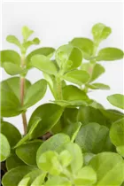 Peperomia - Peperomie