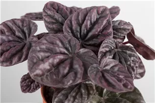 Peperomia - Peperomie