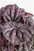 Peperomia - Peperomie