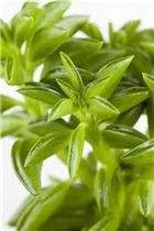 Peperomia - Peperomie