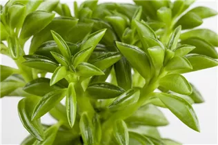 Peperomia - Peperomie