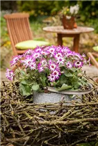 Pericallis cruentus - Aschenblume Pericallis cruentus - Aschenblume