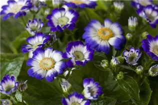 Pericallis cruentus - Aschenblume Pericallis cruentus - Aschenblume