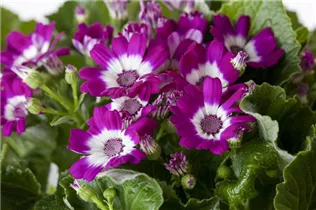 Pericallis cruentus - Aschenblume Pericallis cruentus - Aschenblume