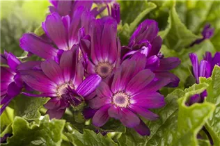 Pericallis cruentus - Aschenblume Pericallis cruentus - Aschenblume