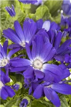 Pericallis cruentus - Aschenblume Pericallis cruentus - Aschenblume