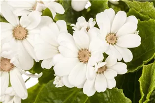 Pericallis cruentus - Aschenblume Pericallis cruentus - Aschenblume