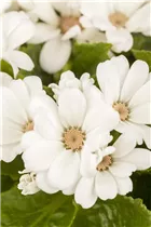 Pericallis cruentus - Aschenblume Pericallis cruentus - Aschenblume