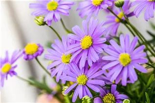 Brachyscome multifida 'Mauve Delight' - Blaues Gänseblümchen 'Mauve Delight' Brachyscome multifida 'Mauve Delight' - Blaues Gänseblümchen 'Mauve Delight'