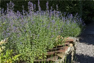 Perovskia atriplicifolia - Blauraute