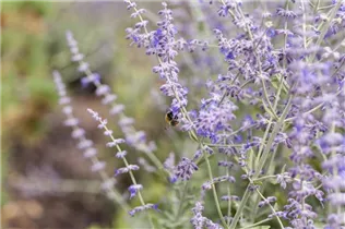 Perovskia atriplicifolia - Blauraute