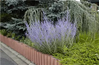 Perovskia atriplicifolia - Blauraute