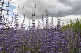 Perovskia atriplicifolia - Blauraute
