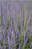 Perovskia atriplicifolia - Blauraute