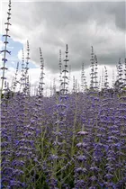 Perovskia atriplicifolia - Blauraute