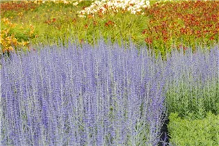 Perovskia atriplicifolia - Blauraute