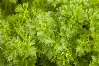 Petroselinum crispum - Krause Petersilie