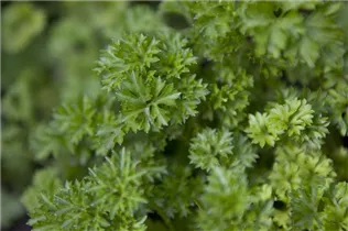 Petroselinum crispum - Krause Petersilie