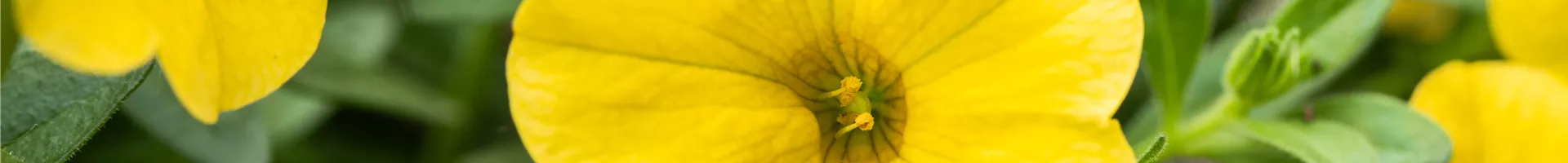 Calibrachoa, gelb Calibrachoa, gelb