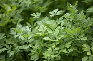 Petroselinum crispum 'Grüne Perle' - Krause Petersilie 'Grüne Perle'