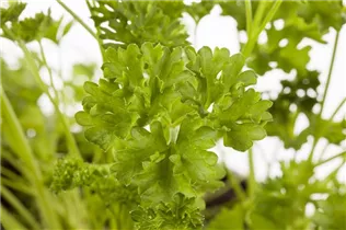 Petroselinum crispum - Krause Petersilie