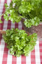 Petroselinum crispum - Krause Petersilie