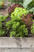 Petroselinum crispum - Krause Petersilie