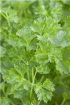 Petroselinum crispum - Krause Petersilie