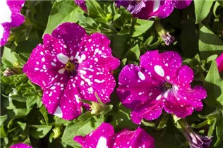 Petunia 'BabyDoll'® - Petunie 'BabyDoll'®