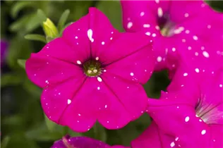 Petunia 'BabyDoll'® - Petunie 'BabyDoll'®